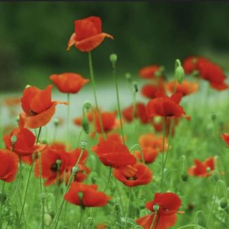 Footsteps of the fallen